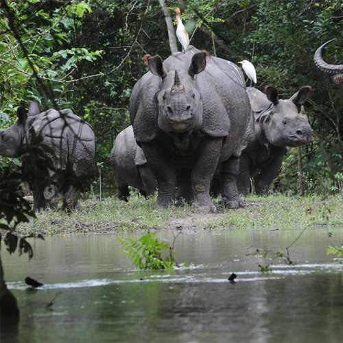Assam Tourist spots - Kaziranga National Park
