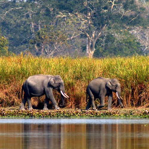 Assam tourist spots - Manas National Park