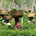 Assam tourist spots - Tea-Garden